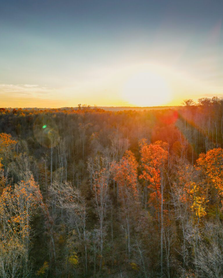 Mirror Cabins Hocking Hills: Flora