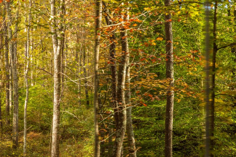 Find yourself where the mirror disappears and the forest begins